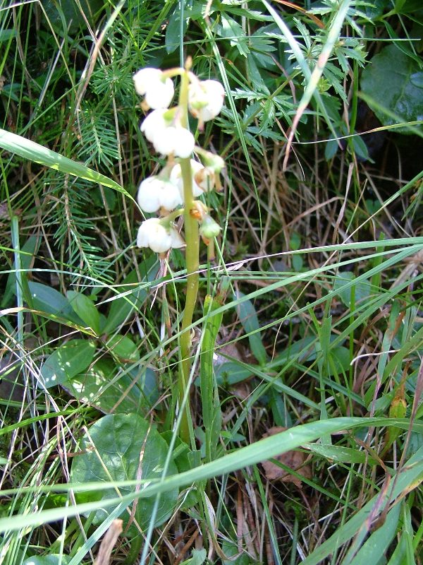 Pyrola media / Pirola intermedia